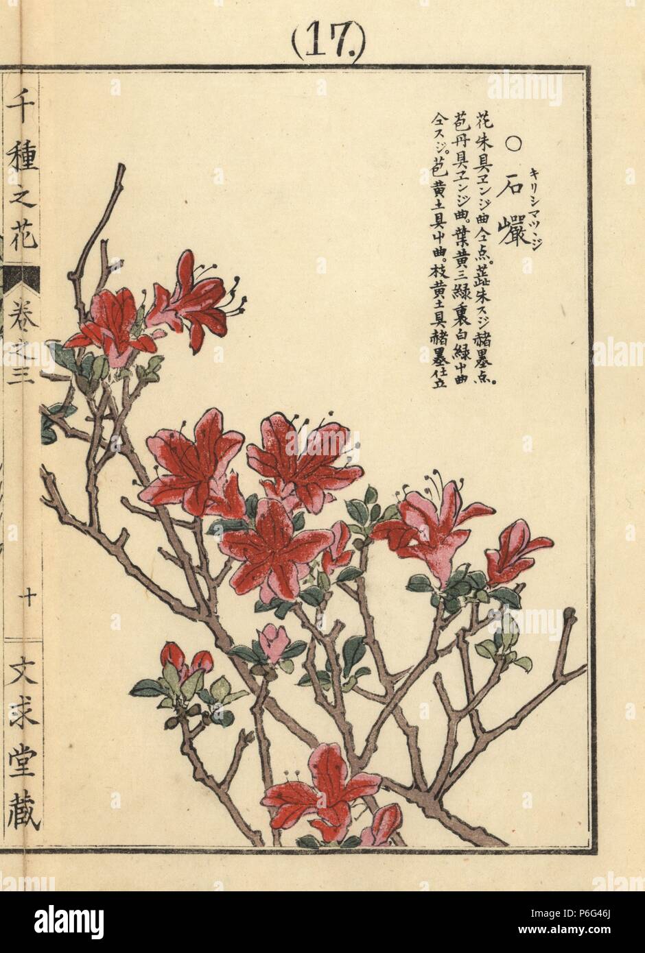 Kirishimatsutsuji or kurume azalea, Rhododendron obtusum Planch. Handcoloured woodblock print by Kono Bairei from Senshu no Hana (One Thousand Varieties of Flowers), Bunkyudo, Kyoto, 1889. Stock Photo