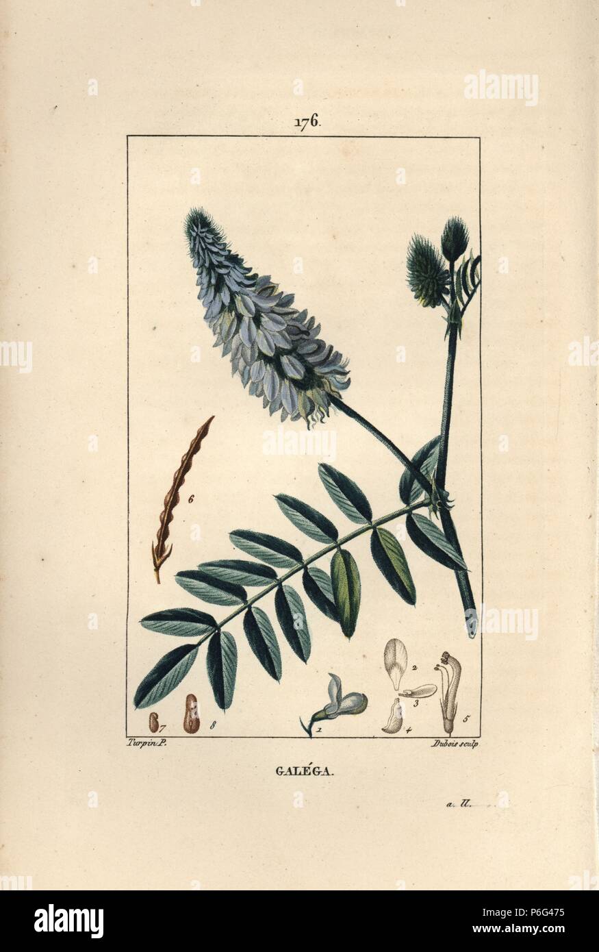 Goat's rue, Galega officinalis, with flower, leaf, and seed. Handcoloured stipple copperplate engraving by Dubois from a drawing by Pierre Jean-Francois Turpin from Chaumeton, Poiret and Chamberet's 'La Flore Medicale,' Paris, Panckoucke, 1830. Turpin (17751840) was one of the three giants of French botanical art of the era alongside Pierre Joseph Redoute and Pancrace Bessa. Stock Photo