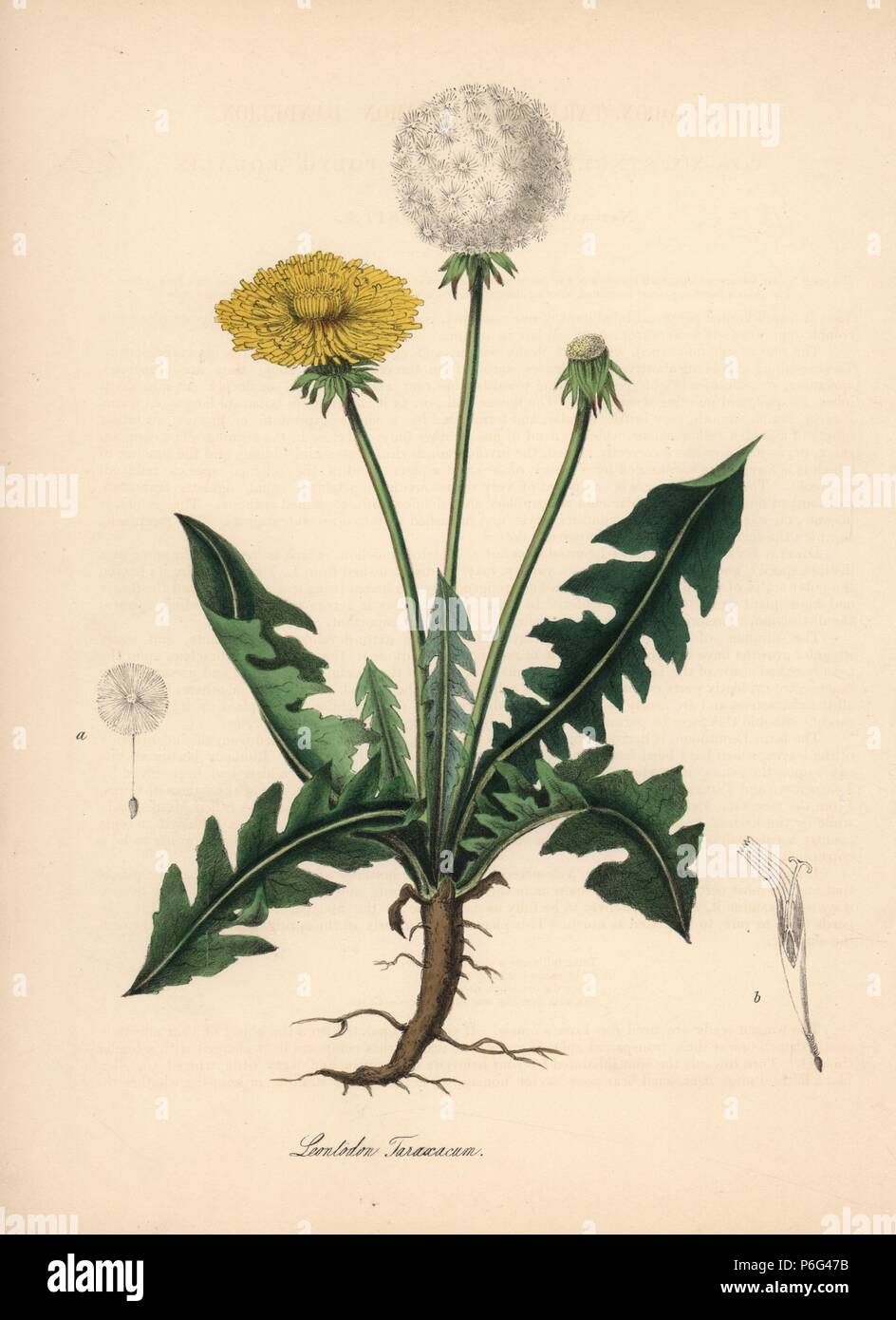 Common dandelion, Taraxacum officinale. Handcoloured zincograph by C. Chabot drawn by Miss M. A. Burnett from her 'Plantae Utiliores: or Illustrations of Useful Plants,' Whittaker, London, 1842. Miss Burnett drew the botanical illustrations, but the text was chiefly by her late brother, British botanist Gilbert Thomas Burnett (1800-1835). Stock Photo