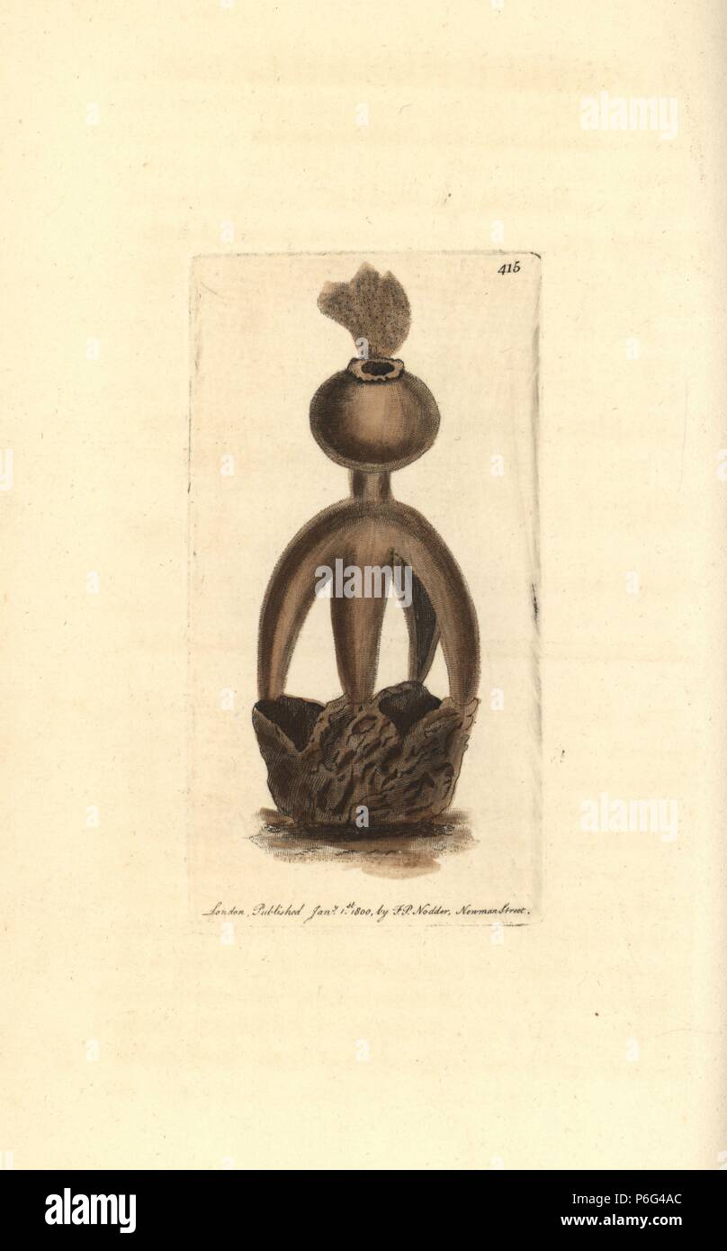 Acrobatic earthstar, Geastrum fornicatum (Turret puffball, Lycoperdon fornicatum). Handcoloured copperplate engraving from George Shaw and Frederick Nodder's 'The Naturalist's Miscellany,' London, 1800. Stock Photo