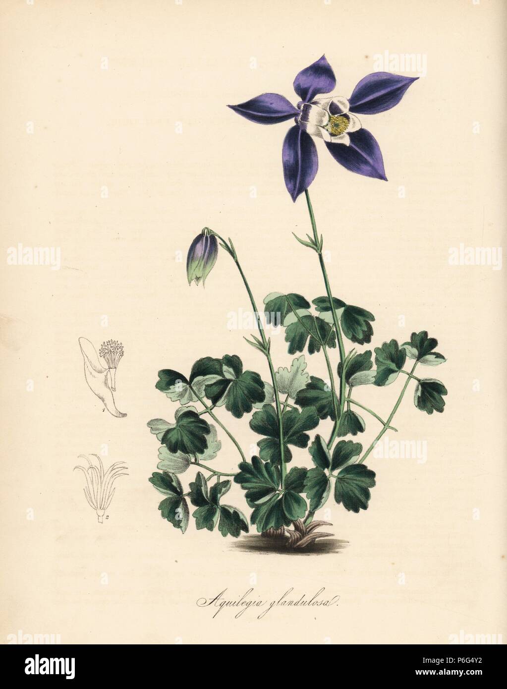 Glandular or Siberian columbine, Aquilegia glandulosa. Copied from an engraving by Miss Maund in 'The Botanist.' Handcoloured zincograph by C. Chabot drawn by Miss M. A. Burnett from her 'Plantae Utiliores: or Illustrations of Useful Plants,' Whittaker, London, 1842. Miss Burnett drew the botanical illustrations, but the text was chiefly by her late brother, British botanist Gilbert Thomas Burnett (1800-1835). Stock Photo