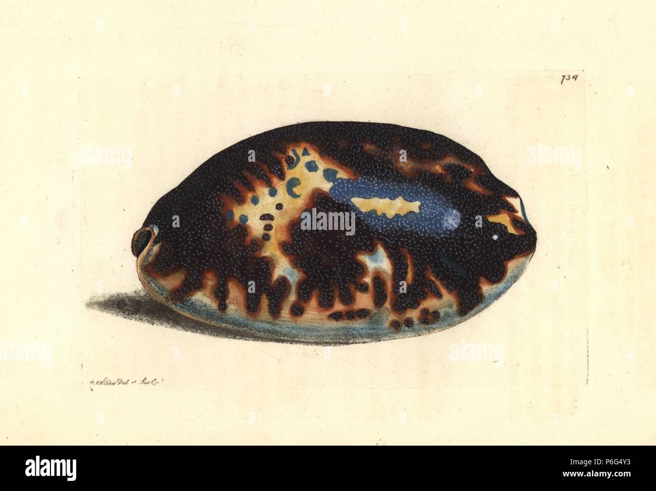 Tortoise cowry, Chelycypraea testudinaria. Illustration drawn and engraved by Richard Polydore Nodder. Handcoloured copperplate engraving from George Shaw and Frederick Nodder's 'The Naturalist's Miscellany,' London, 1805. Stock Photo