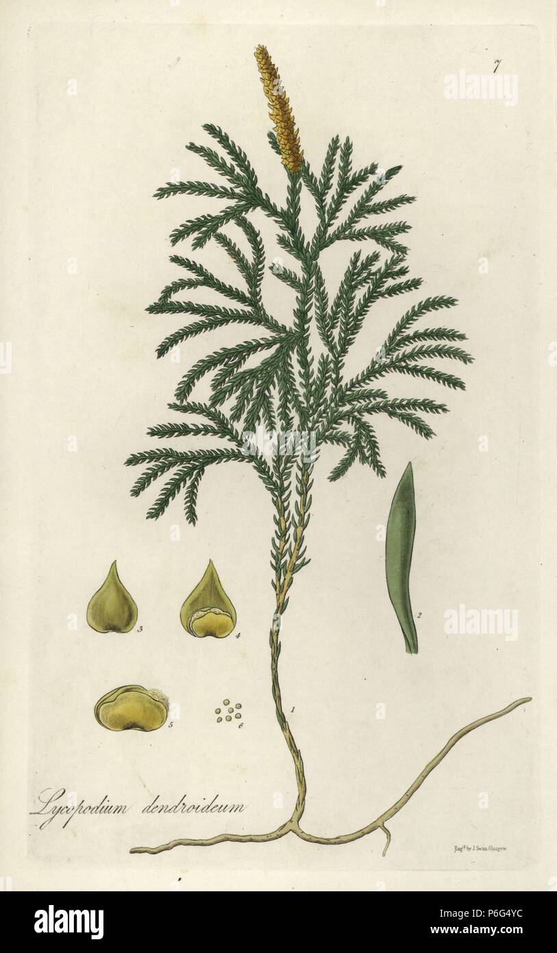 Tree groundpine or tree-like club moss, Lycopodium dendroideum. Handcoloured copperplate engraving by J. Swan after a botanical illustration by William Jackson Hooker from his own 'Exotic Flora,' Blackwood, Edinburgh, 1823. Hooker (1785-1865) was an English botanist who specialized in orchids and ferns, and was director of the Royal Botanical Gardens at Kew from 1841. Stock Photo