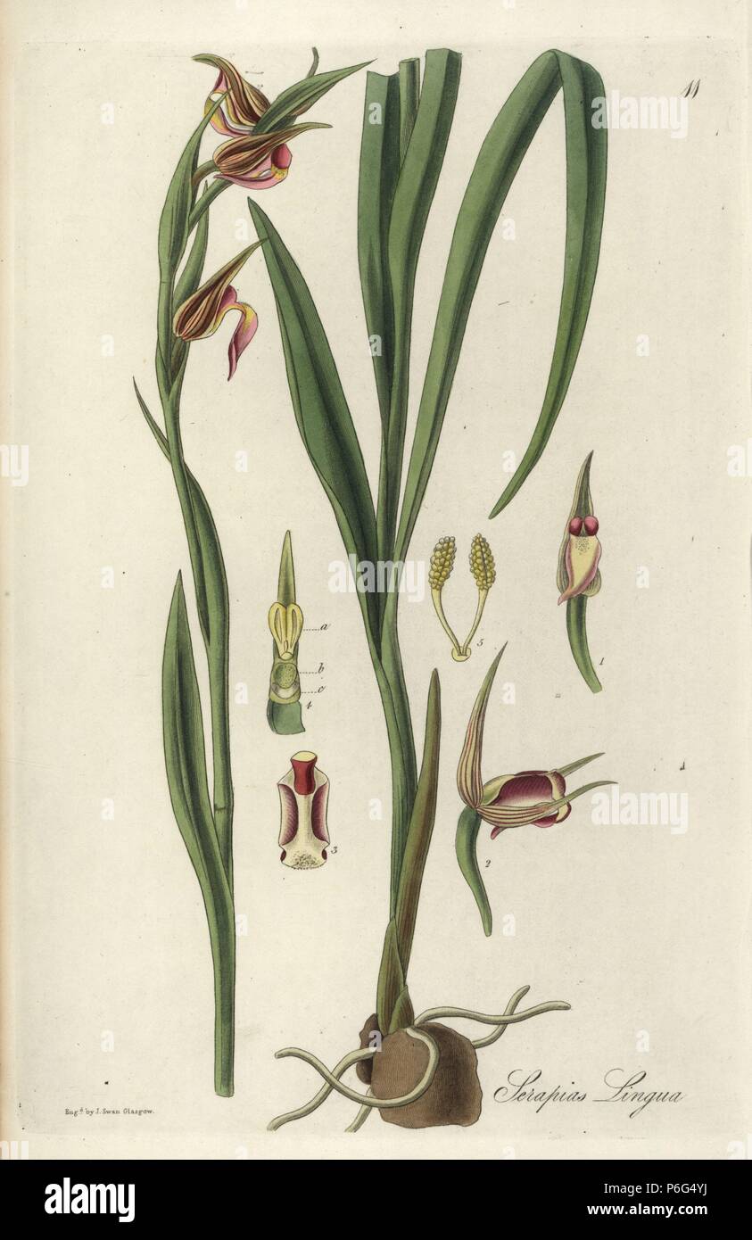 Tongue orchid or tongue-lipped serapias, Serapias lingua. Handcoloured copperplate engraving by J. Swan after a botanical illustration by William Jackson Hooker from his own 'Exotic Flora,' Blackwood, Edinburgh, 1823. Hooker (1785-1865) was an English botanist who specialized in orchids and ferns, and was director of the Royal Botanical Gardens at Kew from 1841. Stock Photo