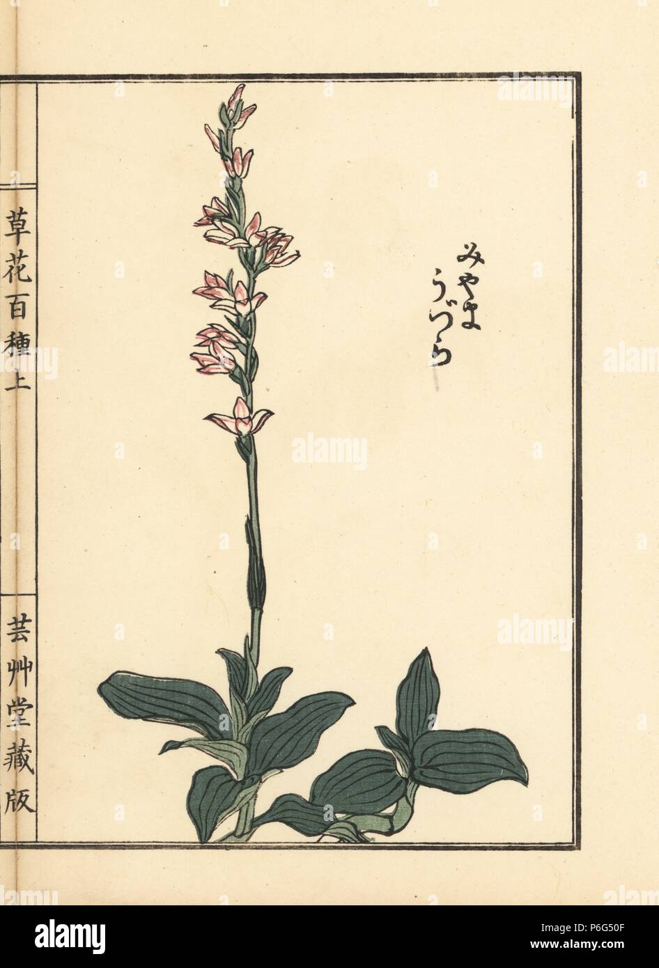 Miyama uzura or jewel orchid, Goodyera schlechtendaliana. Handcoloured woodblock print by Kono Bairei from Kusa Bana Hyakushu (One Hundred Varieties of Flowers), Tokyo, Yamada, 1901. Stock Photo