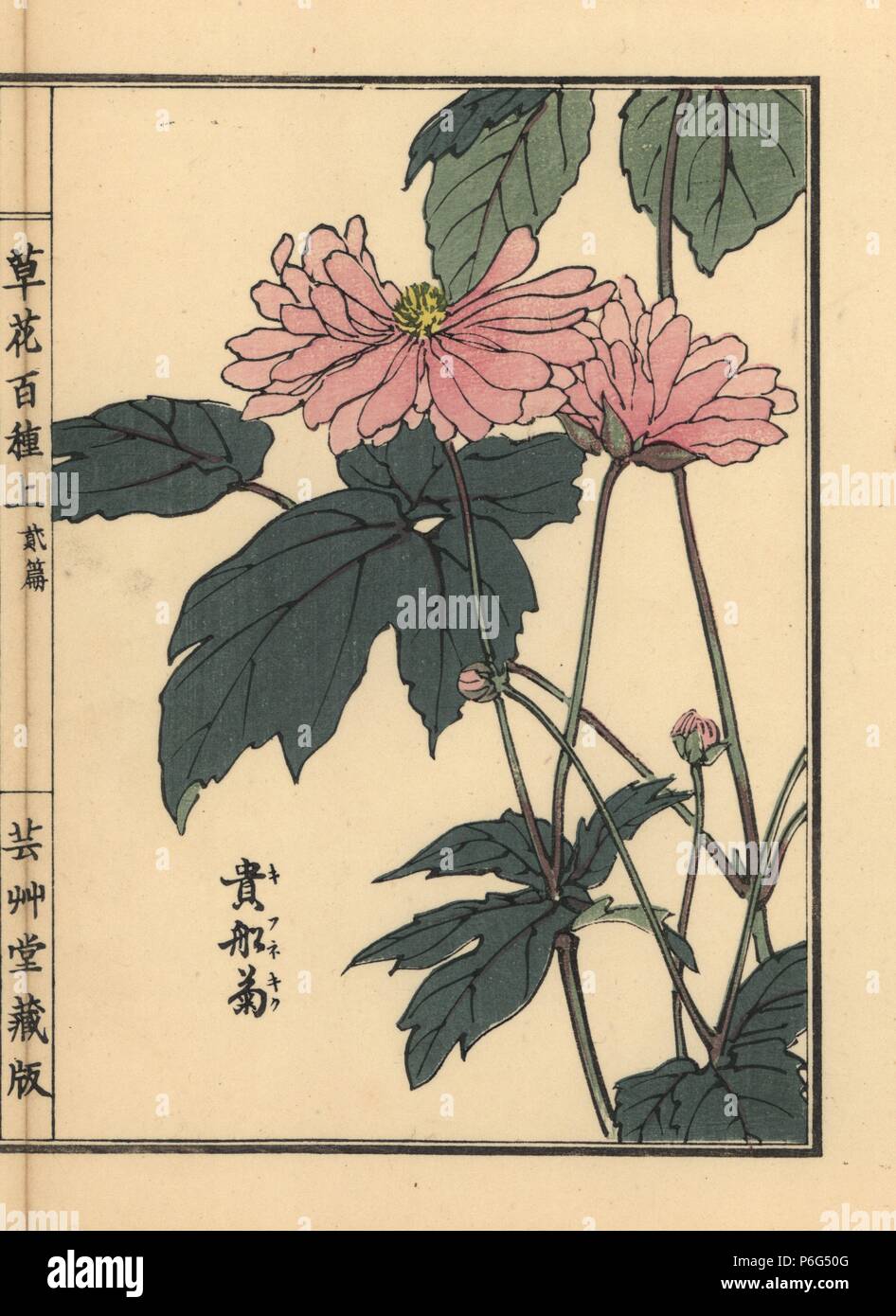 Japanese anemone, Anemone hupehensis var. japonica. Handcoloured woodblock print by Kono Bairei from Kusa Bana Hyakushu (One Hundred Varieties of Flowers), Tokyo, Yamada, 1901. Stock Photo