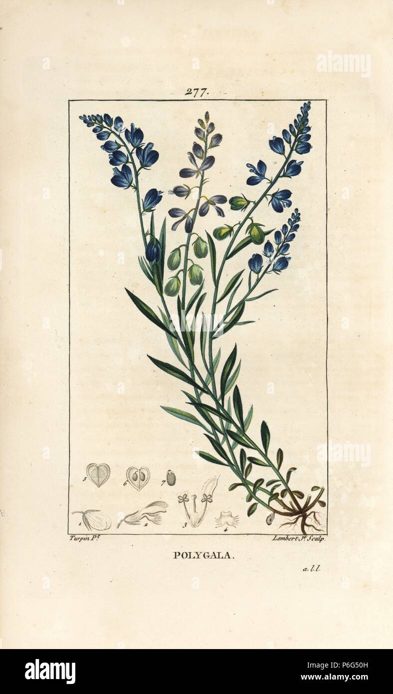 Milkwort, Polygala vulgaris, with flower, leaf, stalk and root. Handcoloured stipple copperplate engraving by Lambert Junior from a drawing by Pierre Jean-Francois Turpin from Chaumeton, Poiret and Chamberet's 'La Flore Medicale,' Paris, Panckoucke, 1830. Turpin (17751840) was one of the three giants of French botanical art of the era alongside Pierre Joseph Redoute and Pancrace Bessa. Stock Photo