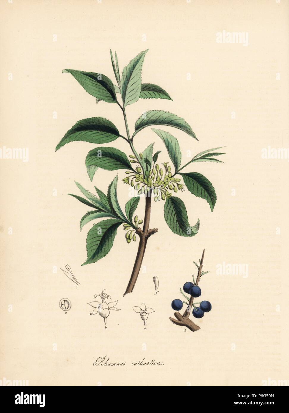 Purging buckthorn, Rhamnus cathartica (Buckthorn tree, Rhamnus catharticus), with leaf, berry, seed and branch. After an illustration by G. Reid in Churchill and Stephenson's 'Medical Botany.' Handcoloured zincograph by C. Chabot drawn by Miss M. A. Burnett from her 'Plantae Utiliores: or Illustrations of Useful Plants,' Whittaker, London, 1842. Miss Burnett drew the botanical illustrations, but the text was chiefly by her late brother, British botanist Gilbert Thomas Burnett (1800-1835). Stock Photo