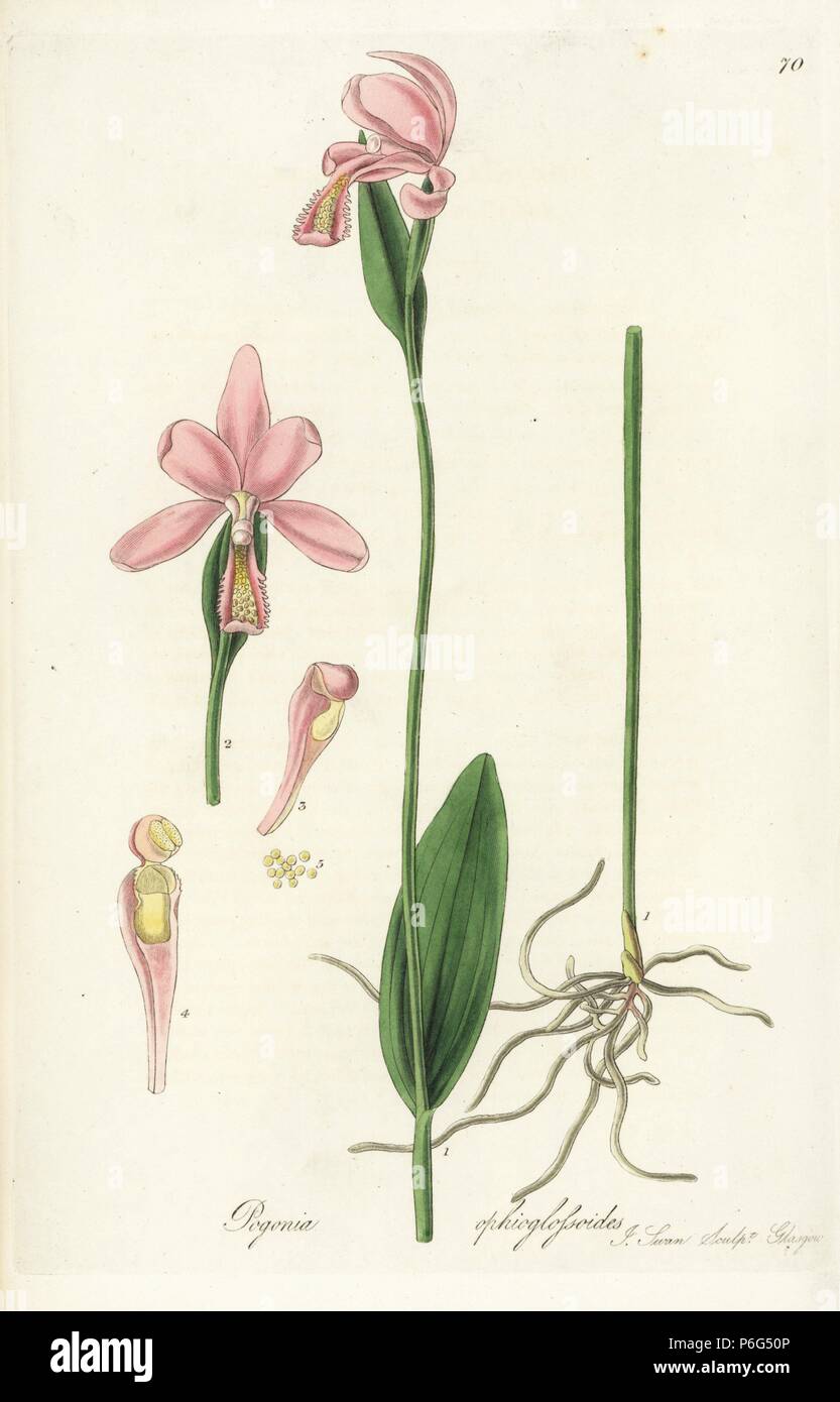 Snake mouth orchid or adder's tongue pogonia, Pogonia ophioglossoides. Handcoloured copperplate engraving by J. Swan after a botanical illustration by William Jackson Hooker from his own 'Exotic Flora,' Blackwood, Edinburgh, 1823. Hooker (1785-1865) was an English botanist who specialized in orchids and ferns, and was director of the Royal Botanical Gardens at Kew from 1841. Stock Photo
