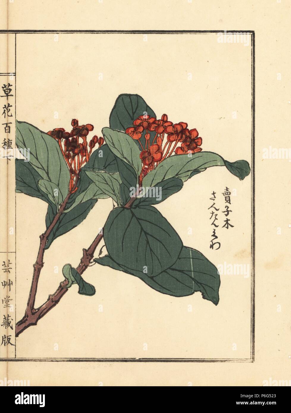 Santanka or jungle geranium, Ixora coccinea. Handcoloured woodblock print by Kono Bairei from Kusa Bana Hyakushu (One Hundred Varieties of Flowers), Tokyo, Yamada, 1901. Stock Photo