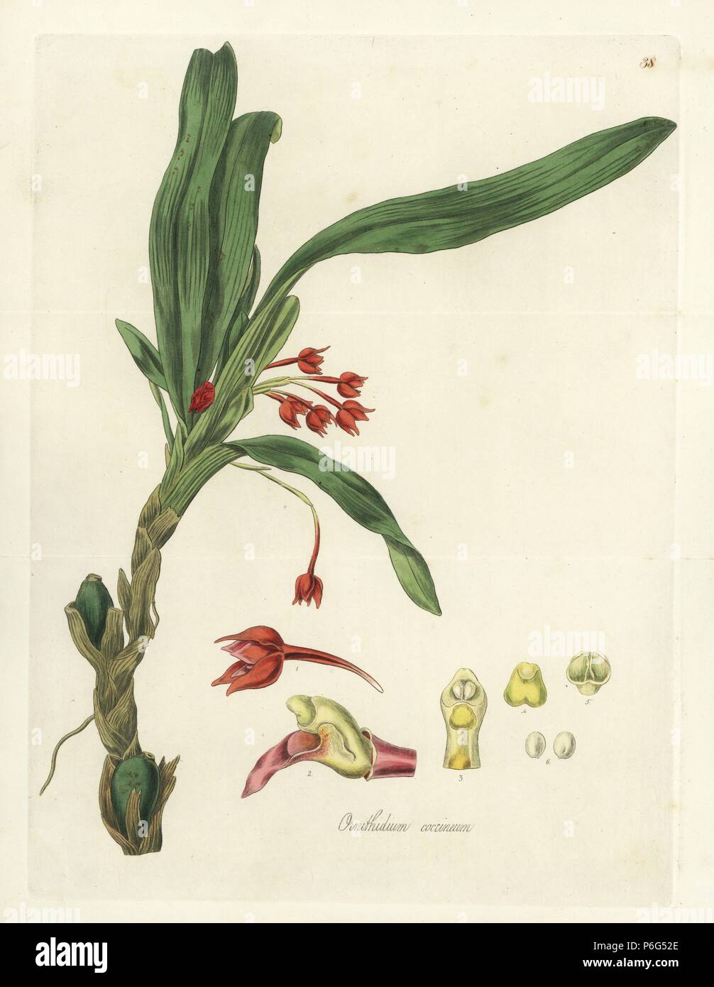 Flame orchid or scarlet ornithidium, Ornithidium coccineum. Handcoloured copperplate engraving by J. Swan after a botanical illustration by William Jackson Hooker from his own 'Exotic Flora,' Blackwood, Edinburgh, 1823. Hooker (1785-1865) was an English botanist who specialized in orchids and ferns, and was director of the Royal Botanical Gardens at Kew from 1841. Stock Photo
