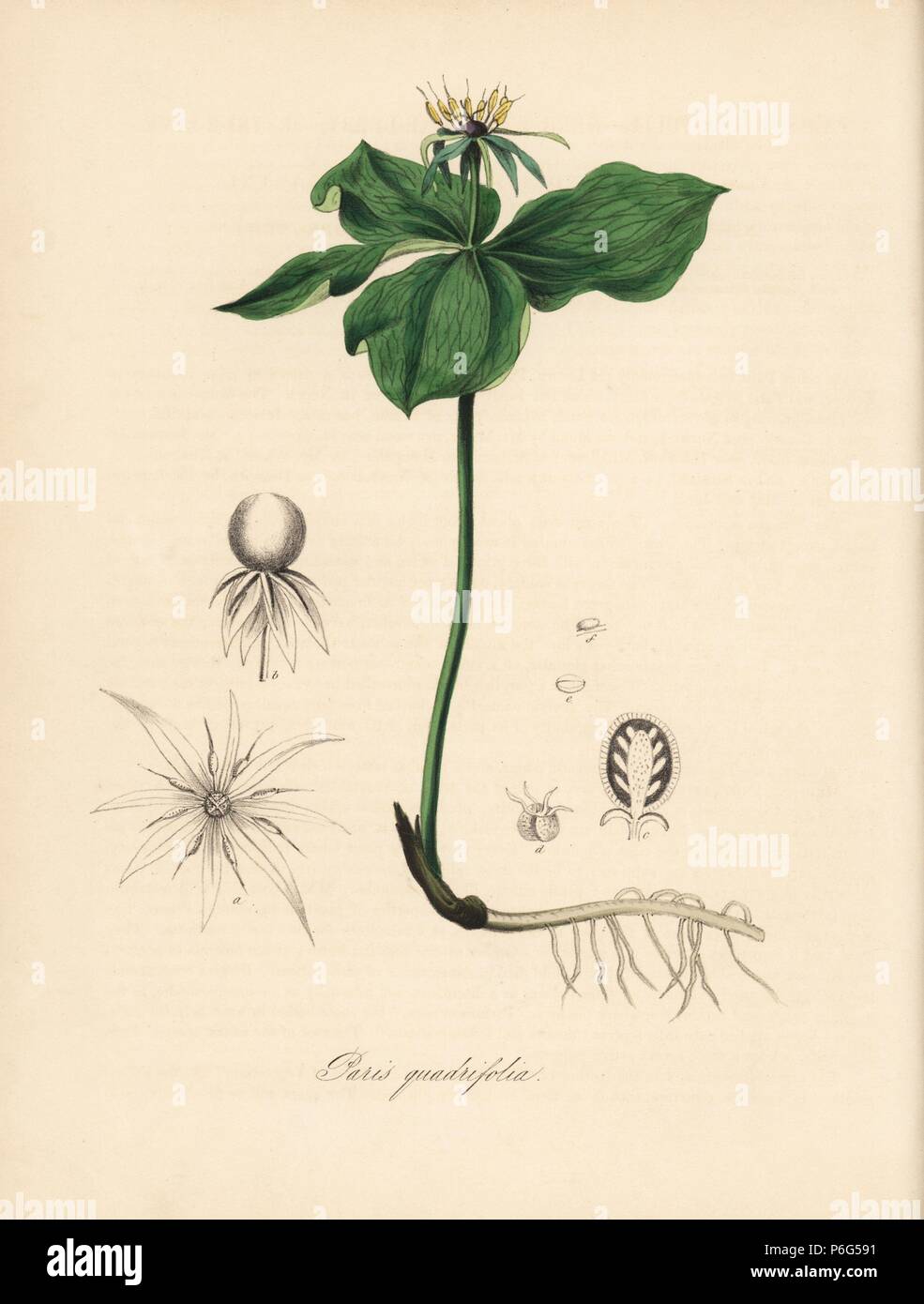 Herb Paris, Paris quadrifolia. Handcoloured zincograph by C. Chabot drawn by Miss M. A. Burnett from her 'Plantae Utiliores: or Illustrations of Useful Plants,' Whittaker, London, 1842. Miss Burnett drew the botanical illustrations, but the text was chiefly by her late brother, British botanist Gilbert Thomas Burnett (1800-1835). Stock Photo