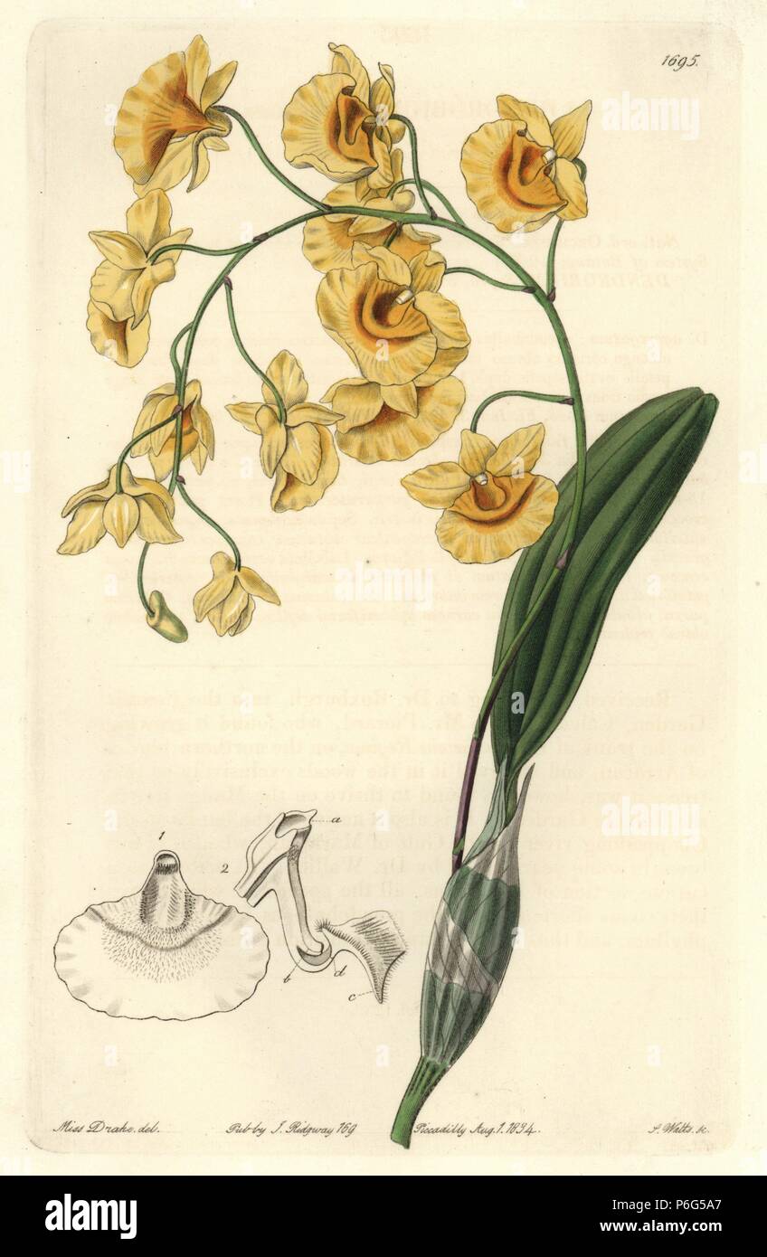 Lindley's dendrobium orchid, Dendrobium lindleyi (clustered dendrobium, Dendrobium aggregatum). Native to India. Handcoloured copperplate engraving by S. Watts after an illustration by Miss Drake from Sydenham Edwards' 'The Botanical Register,' London, Ridgway, 1834. Sarah Anne Drake (1803-1857) drew over 1,300 plates for the botanist John Lindley, including many orchids. Stock Photo