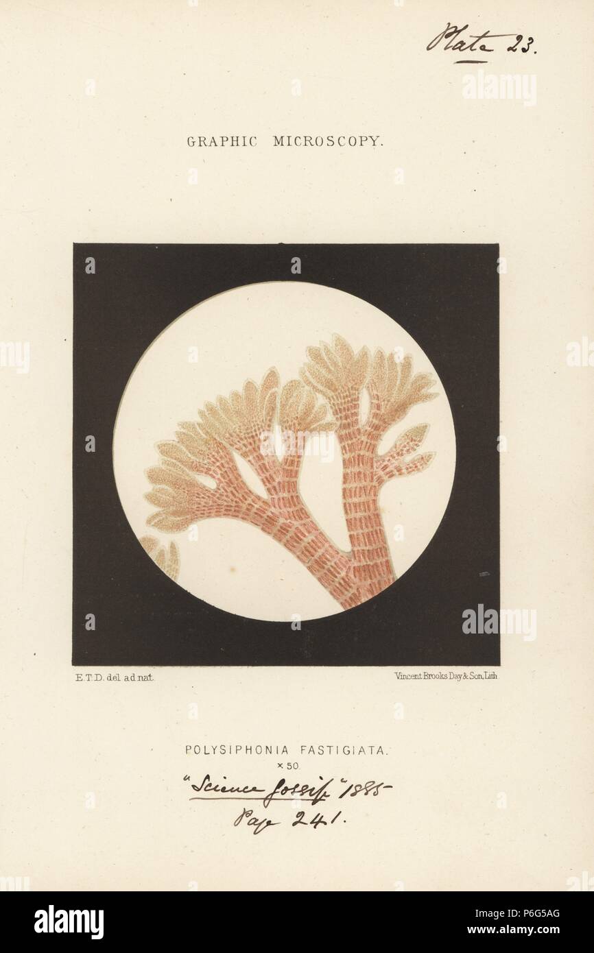 Reddish-brown filamentous alga, Vertebrata lanosa (Polysiphonia fastigiata), magnified x50. Chromolithograph after an illustration by E.T.D., lithographed by Vincent Brooks, from 'Graphic Microscopy' plates to illustrate 'Hardwicke's Science Gossip,' London, 1865-1885. Stock Photo