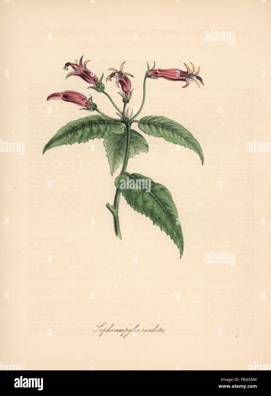 Siphocampylus reticulatus, endangered. Handcoloured zincograph by C. Chabot drawn by Miss M. A. Burnett from her 'Plantae Utiliores: or Illustrations of Useful Plants,' Whittaker, London, 1842. Miss Burnett drew the botanical illustrations, but the text was chiefly by her late brother, British botanist Gilbert Thomas Burnett (1800-1835). Stock Photo