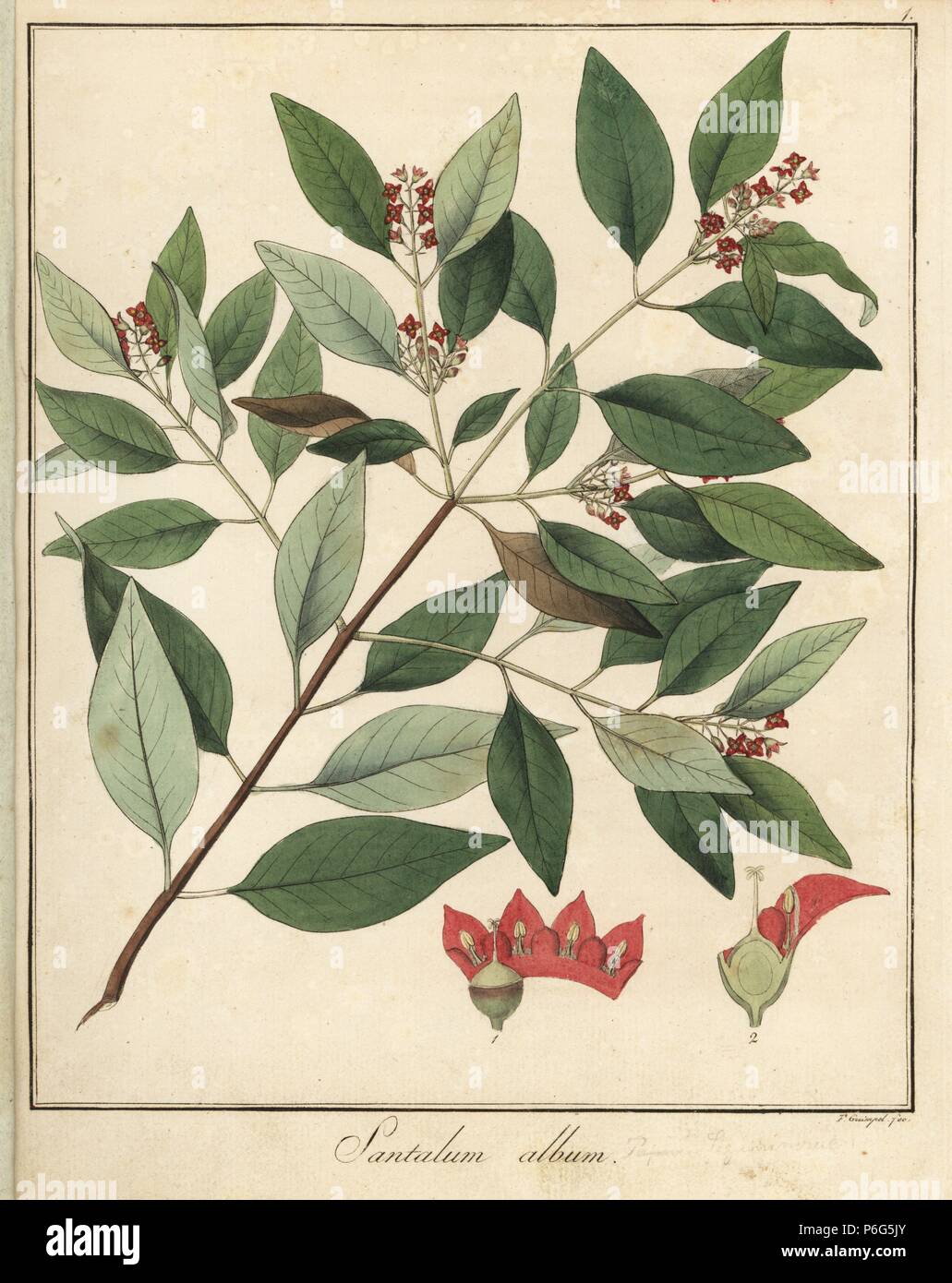 Indian sandalwood, Santalum album. Vulnerable. Handcoloured copperplate engraving by F. Guimpel from Dr. Friedrich Gottlob Hayne's Medical Botany, Berlin, 1822. Hayne (1763-1832) was a German botanist, apothecary and professor of pharmaceutical botany at Berlin University. Stock Photo