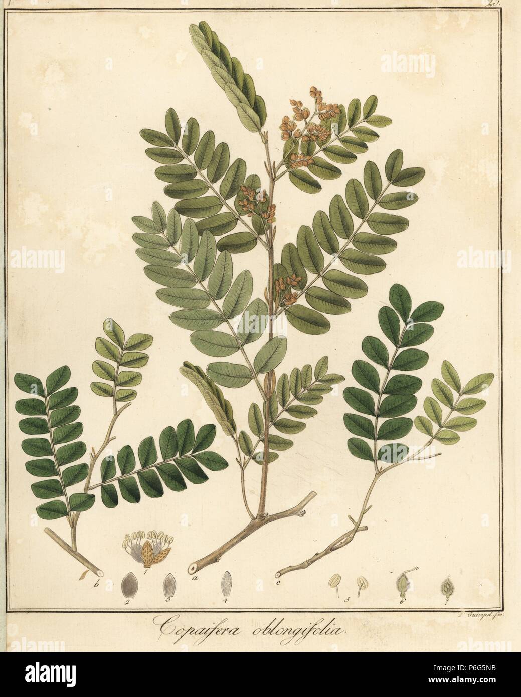 Copal or copaiba tree, Copaifera oblongifolia. Handcoloured copperplate engraving by F. Guimpel from Dr. Friedrich Gottlob Hayne's Medical Botany, Berlin, 1822. Hayne (1763-1832) was a German botanist, apothecary and professor of pharmaceutical botany at Berlin University. Stock Photo