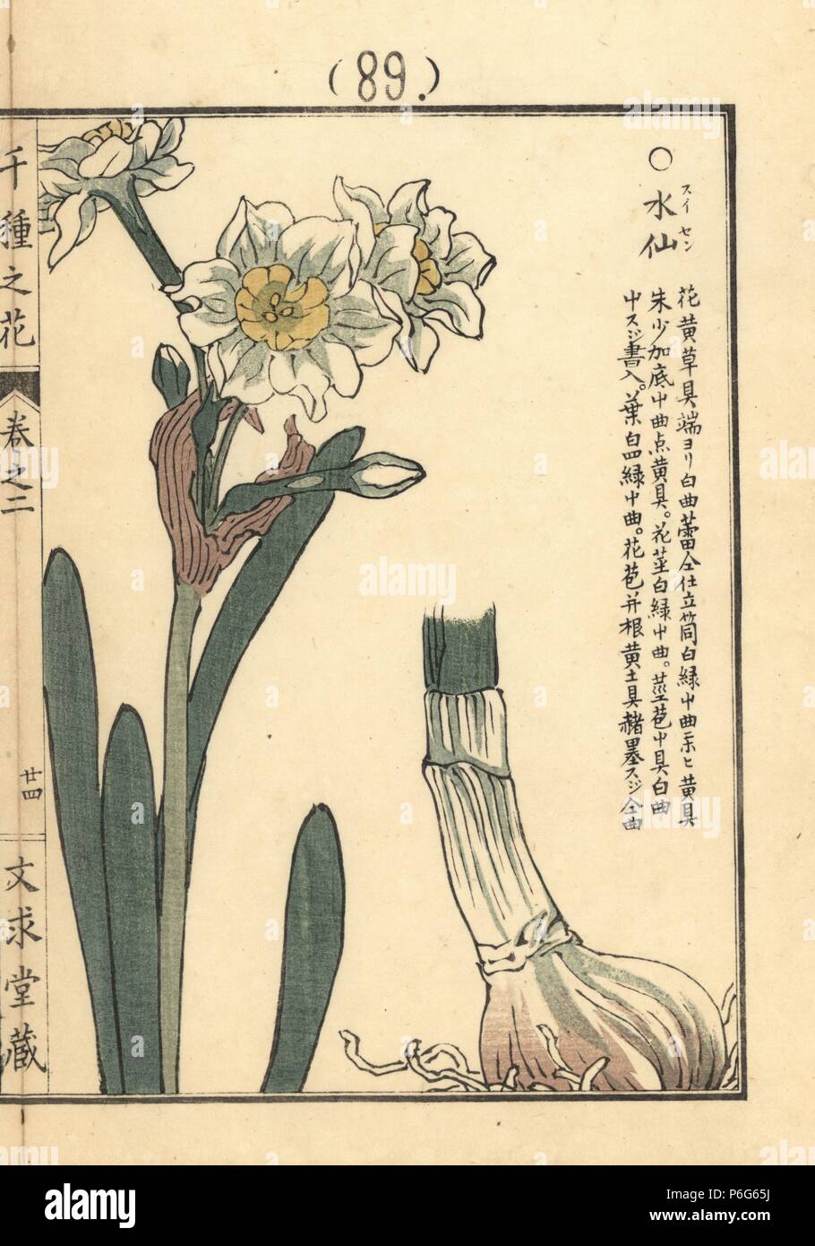 Suisen or bunch-flowered daffodil, Narcissus tazetta. Handcoloured woodblock print by Kono Bairei from Senshu no Hana (One Thousand Varieties of Flowers), Bunkyudo, Kyoto, 1900. Stock Photo