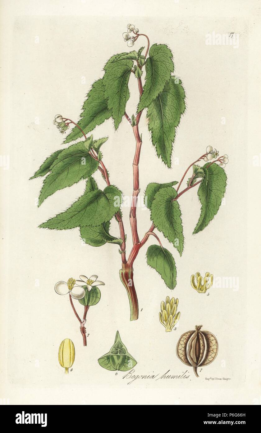 Small-flowered begonia, Begonia humilis. Handcoloured copperplate engraving by J. Swan after a botanical illustration by William Jackson Hooker from his own 'Exotic Flora,' Blackwood, Edinburgh, 1823. Hooker (1785-1865) was an English botanist who specialized in orchids and ferns, and was director of the Royal Botanical Gardens at Kew from 1841. Stock Photo