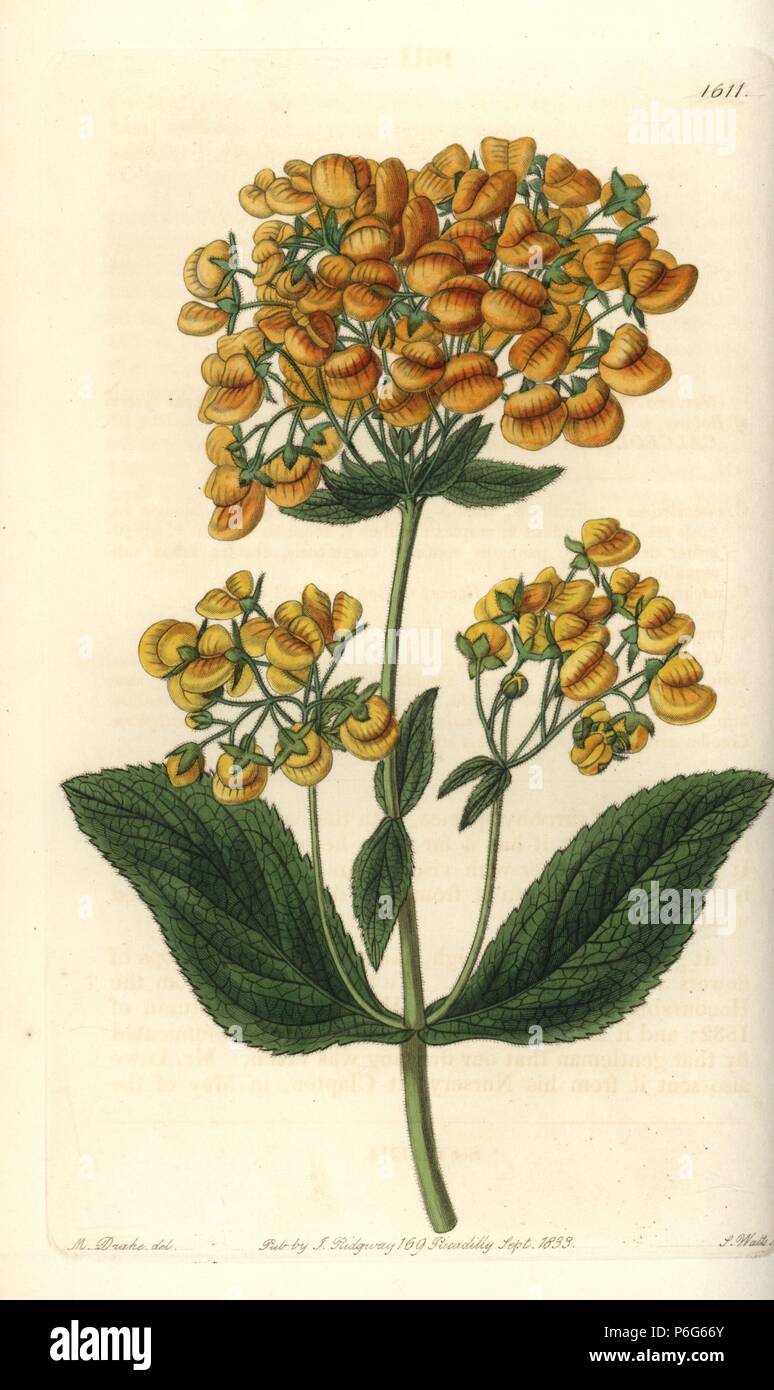 Clammy calceolaria, Calceolaria viscosissima. Handcoloured copperplate engraving by S. Watts after an illustration by Miss Drake from Sydenham Edwards' 'The Botanical Register,' London, Ridgway, 1833. Sarah Anne Drake (1803-1857) drew over 1,300 plates for the botanist John Lindley, including many orchids. Stock Photo