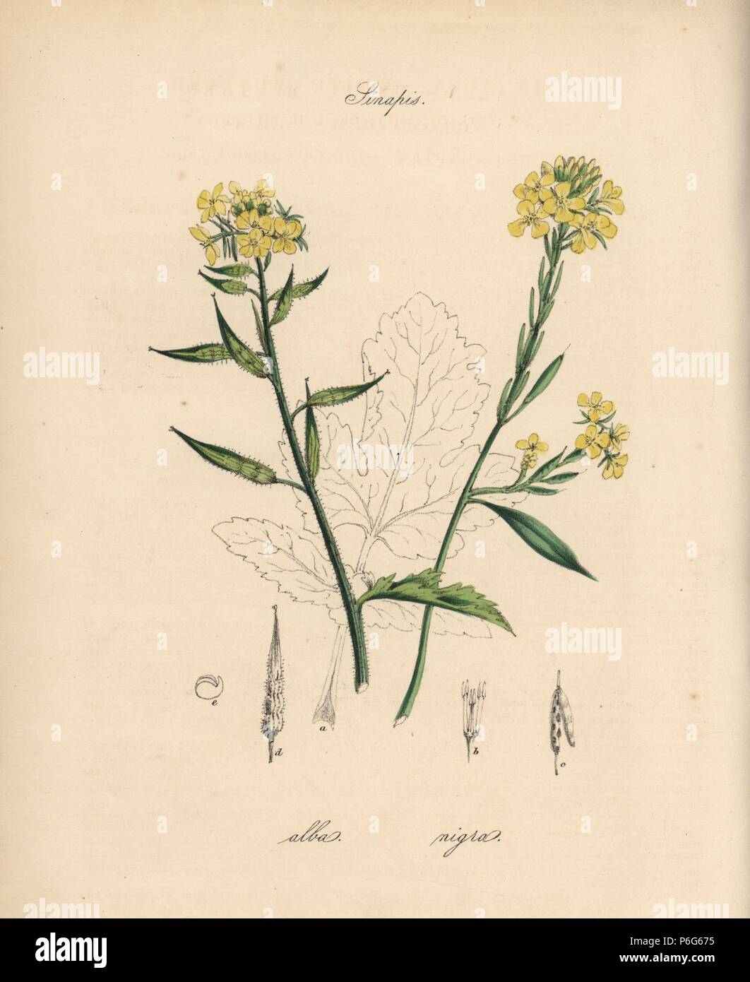 White and black mustard, Sinapis alba and Sinapis nigra. Handcoloured zincograph by C. Chabot drawn by Miss M. A. Burnett from her 'Plantae Utiliores: or Illustrations of Useful Plants,' Whittaker, London, 1842. Miss Burnett drew the botanical illustrations, but the text was chiefly by her late brother, British botanist Gilbert Thomas Burnett (1800-1835). Stock Photo