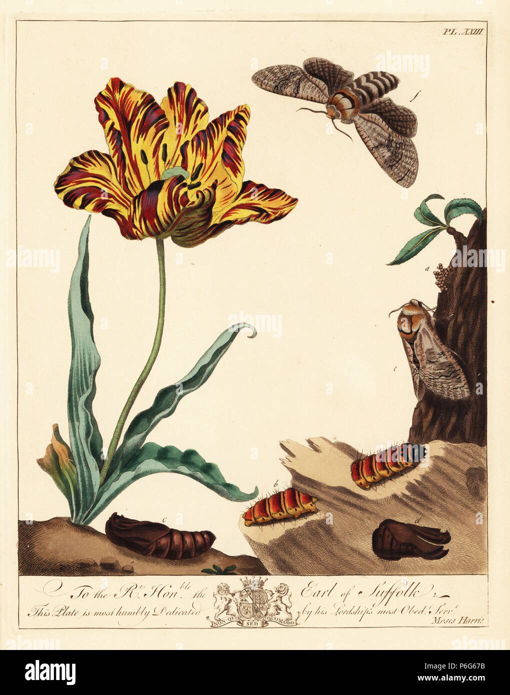 Goat moth, Cossus ligniperda, flying near a tulip while a caterpillar feeds on willow bark. Handcoloured lithograph after an illustration by Moses Harris from 'The Aurelian; a Natural History of English Moths and Butterflies,' new edition edited by J. O. Westwood, published by Henry Bohn, London, 1840. Stock Photo