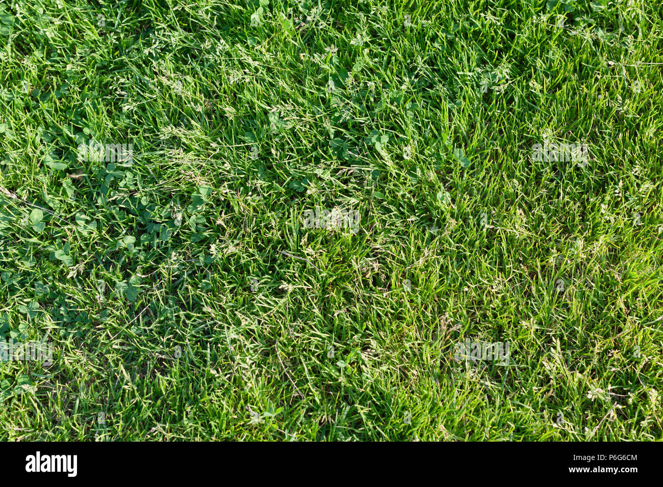 Background from a fresh juicy bright green meadow grass Stock Photo - Alamy