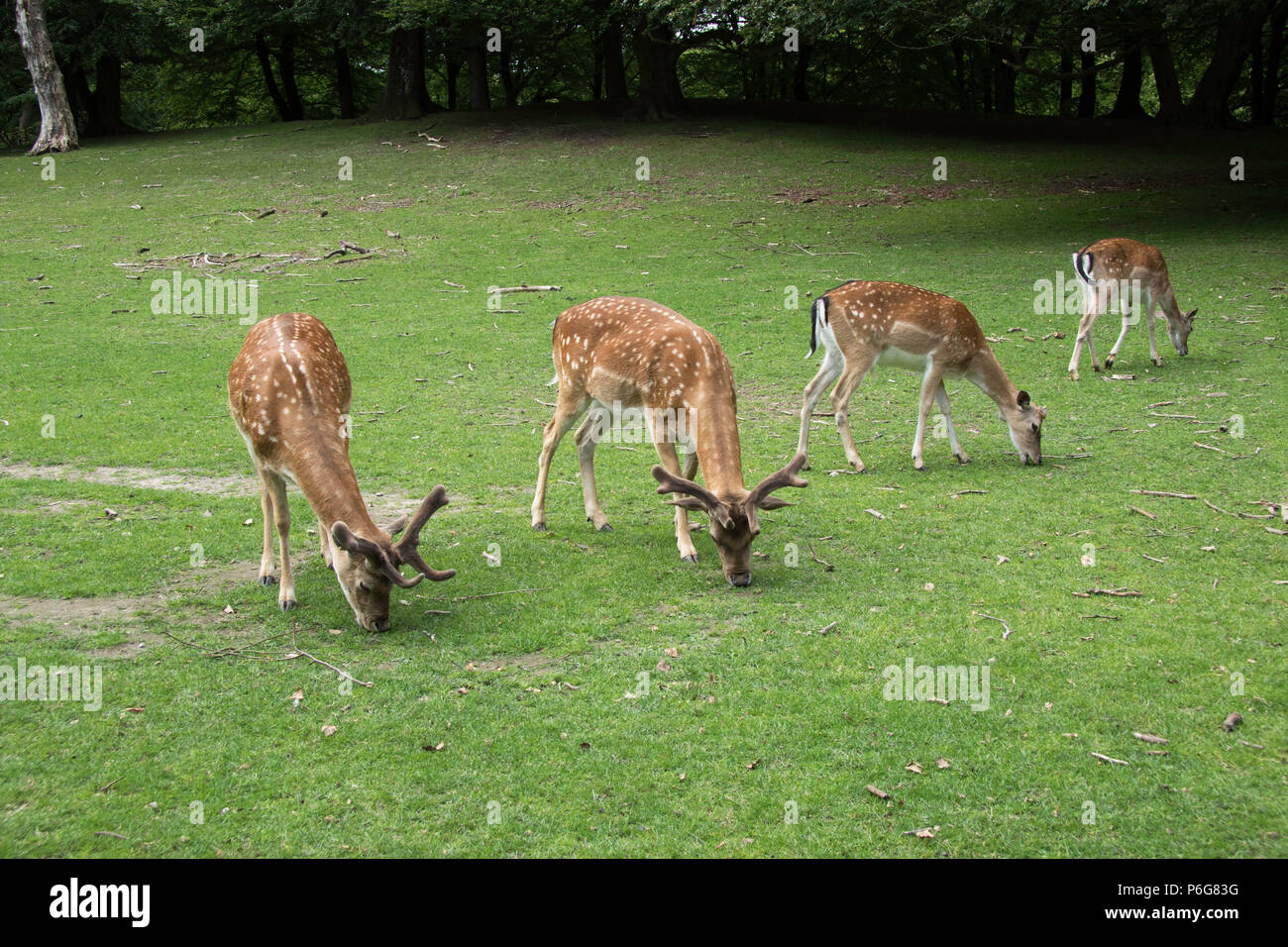 Four young Sika Deer grassing in an outdoor enclosure in Denmark Stock Photo