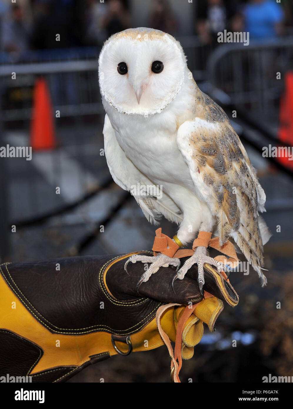 Owl Legend Of The Guardians Premiere at the Chinese Theatre In Los