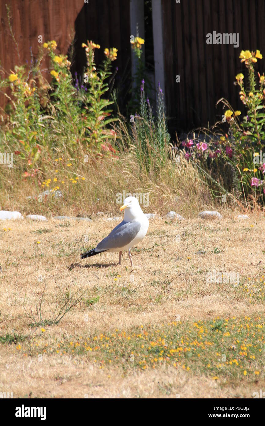 Seagull in garden Stock Photo