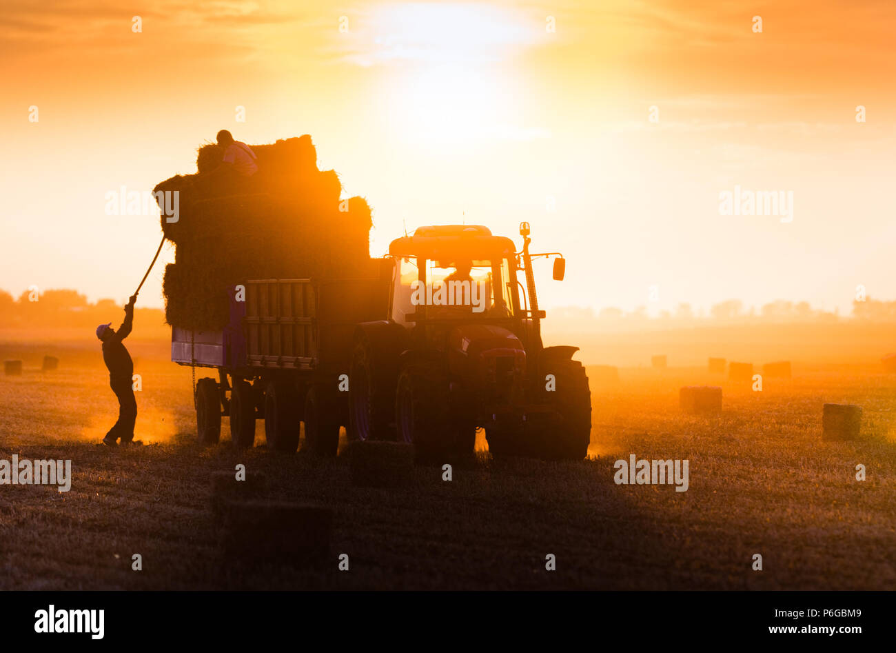Farmer throw hay bales in a tractor trailer bales of wheat at field