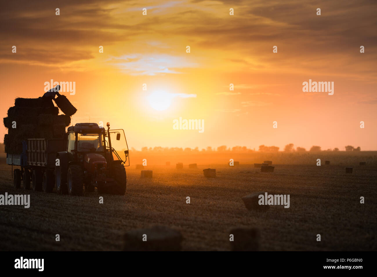 Farmer throw hay bales in a tractor trailer bales of wheat at field