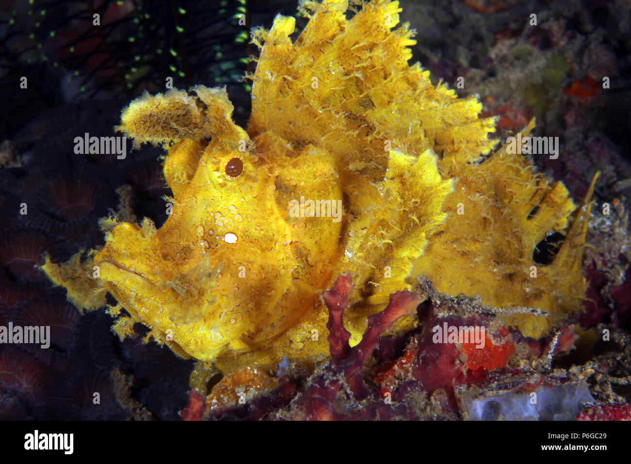 Yellow Weedy Scorpionfish (Rhinopias frondosa, aka Popeyed Scorpionfish). Anilao, Philippines Stock Photo