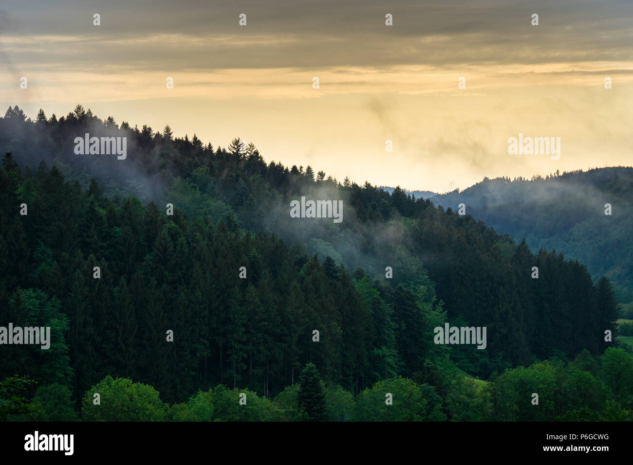 Black forest nature landscape in foggy sunset Stock Photo - Alamy