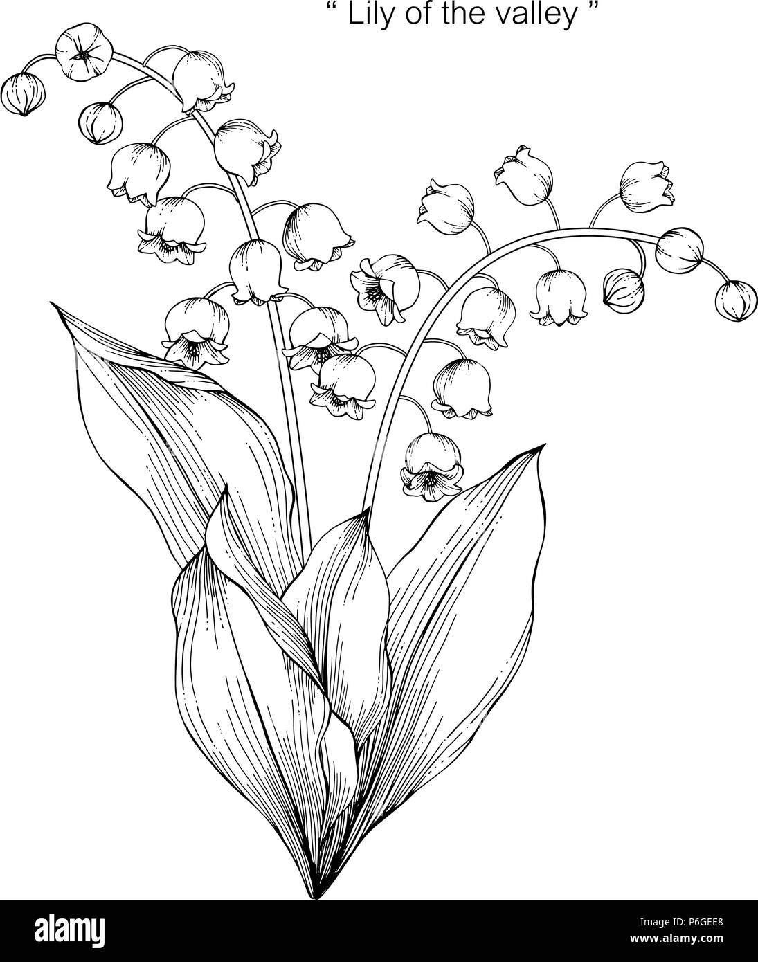 Lily of the valley flower drawing illustration. Black and white with ...