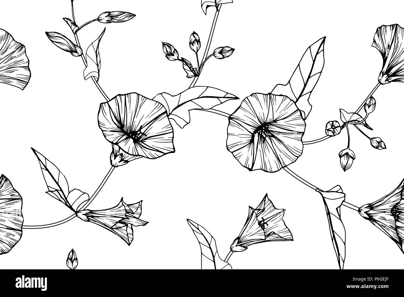 Seamless Morning glory flower pattern background. Black and white with drawing line art illustration. Stock Vector