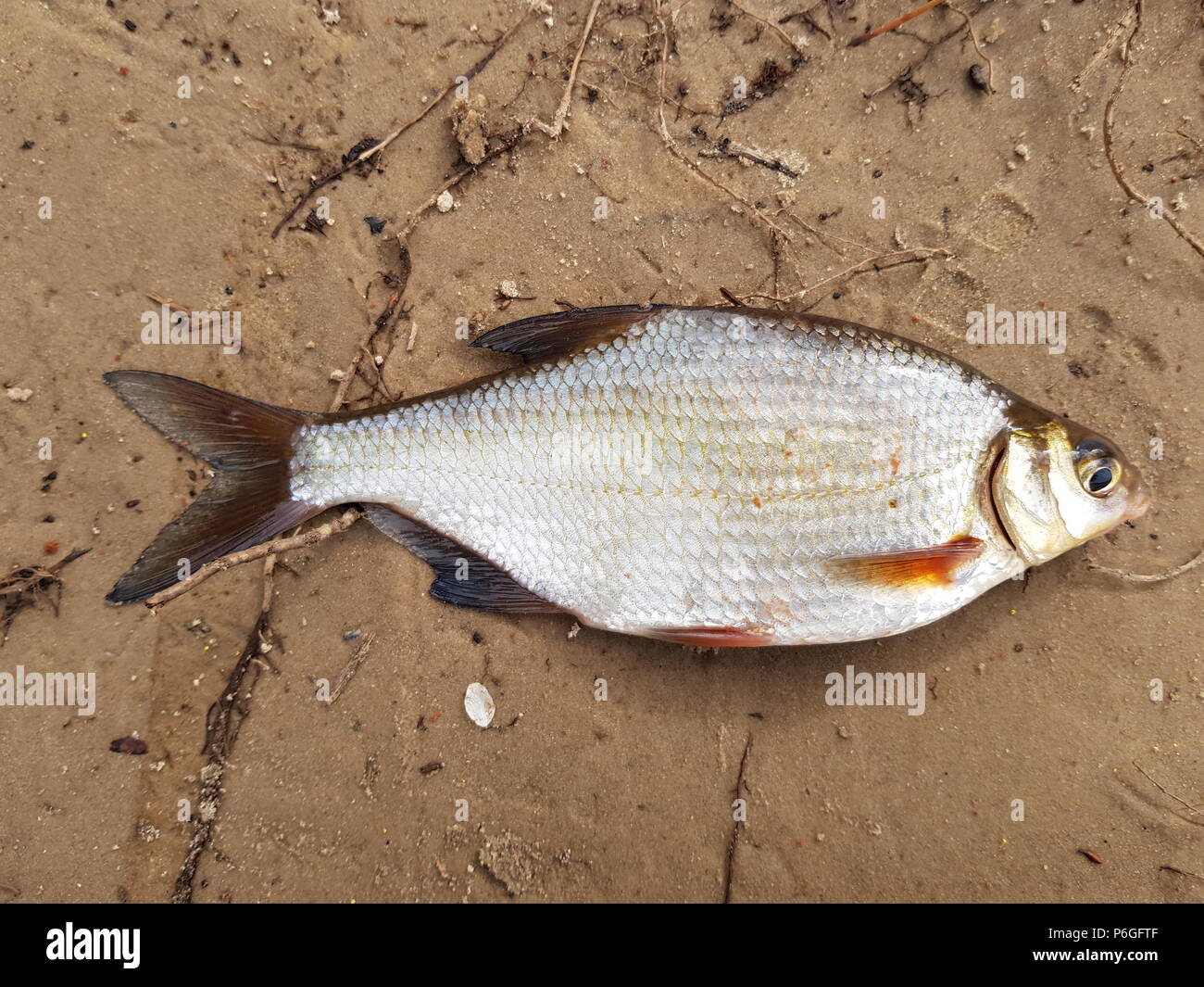 Fishing catch. River fish Blicca bjoerkna.Top view Stock Photo