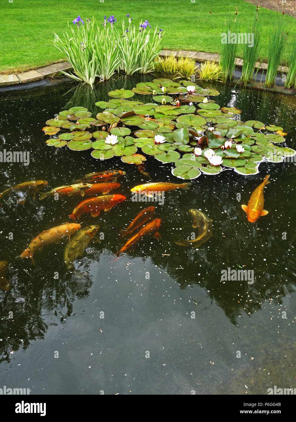 Fishpond with various medium sized garden pond fish Stock Photo - Alamy