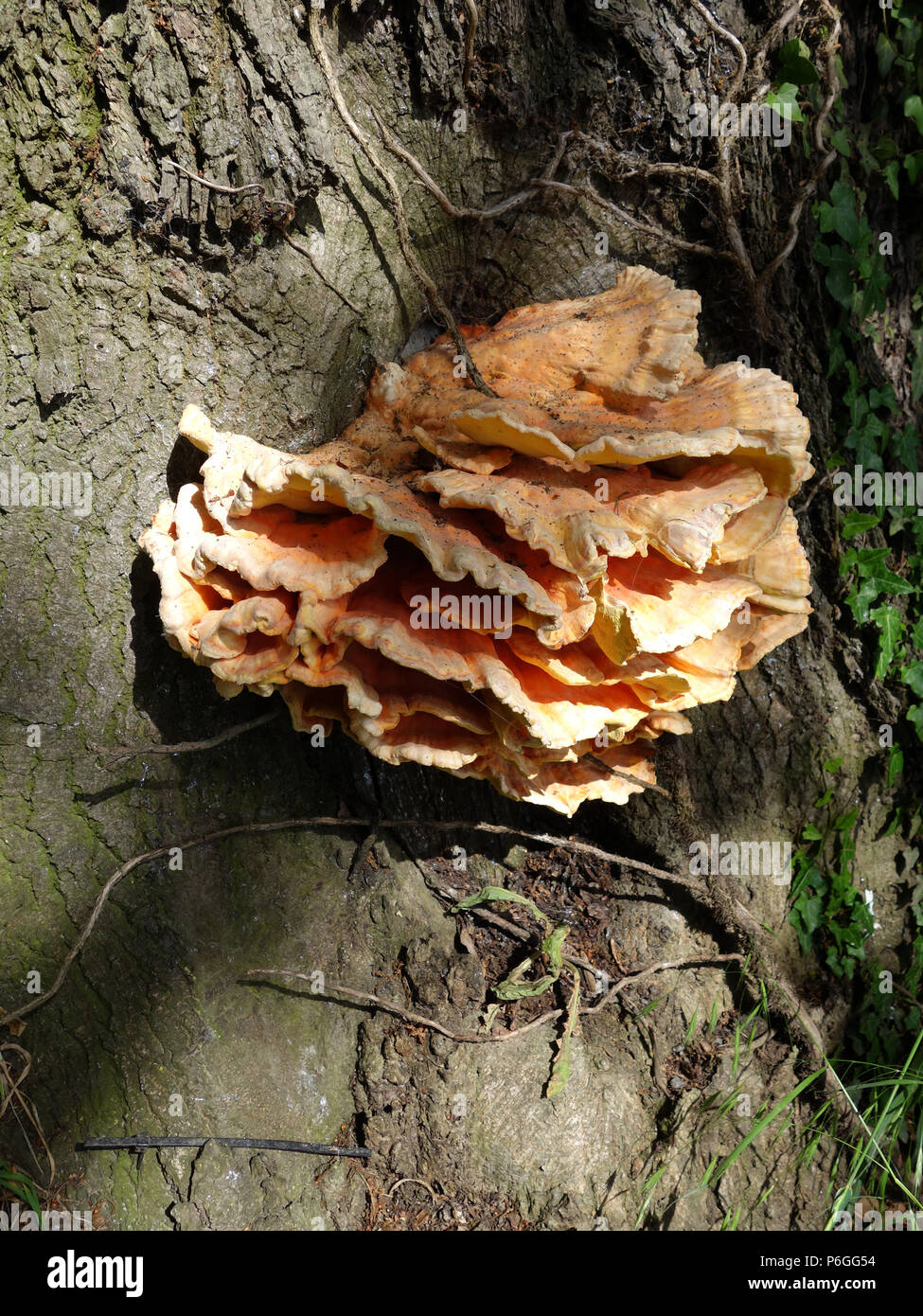 Tree Fungus is a common ailment for trees. Possibly Chicken of the woods (Laetiporus sulphureus) Stock Photo