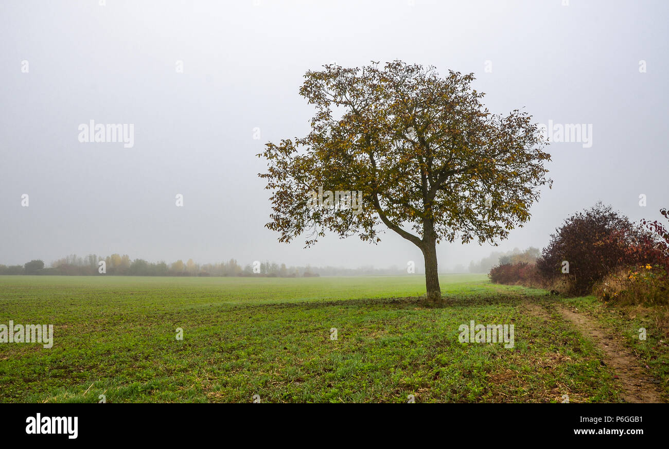 Lonely tree standing country hi-res stock photography and images - Alamy