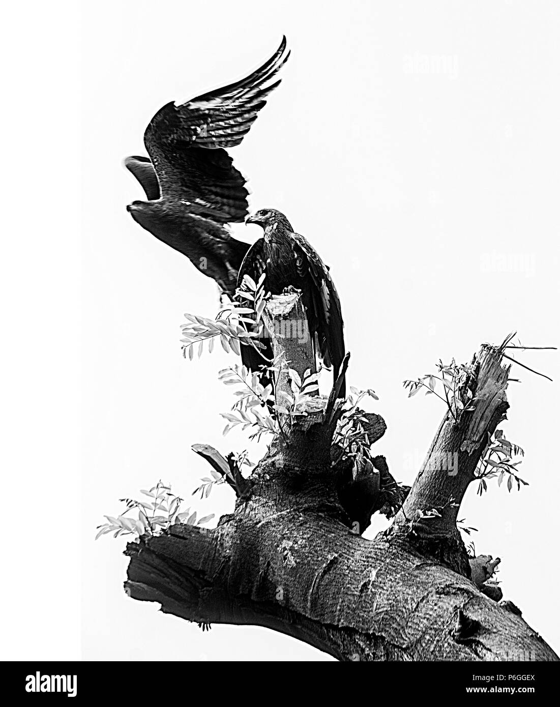 Flying eagle Black and White Stock Photos & Images - Alamy