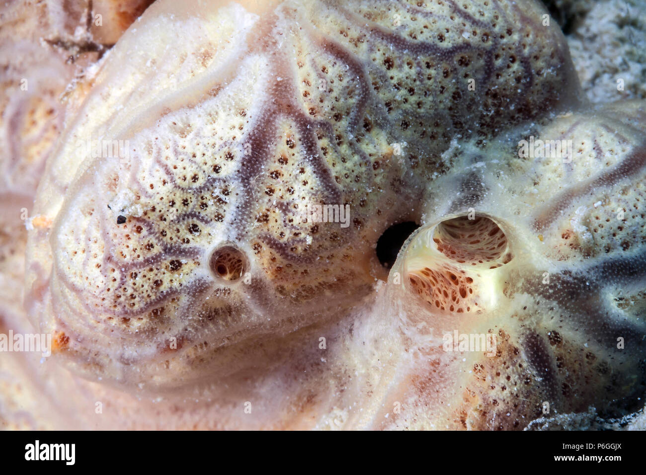 Peach Encrusting Sponge off the coast of Bonaire, underwater Stock Photo