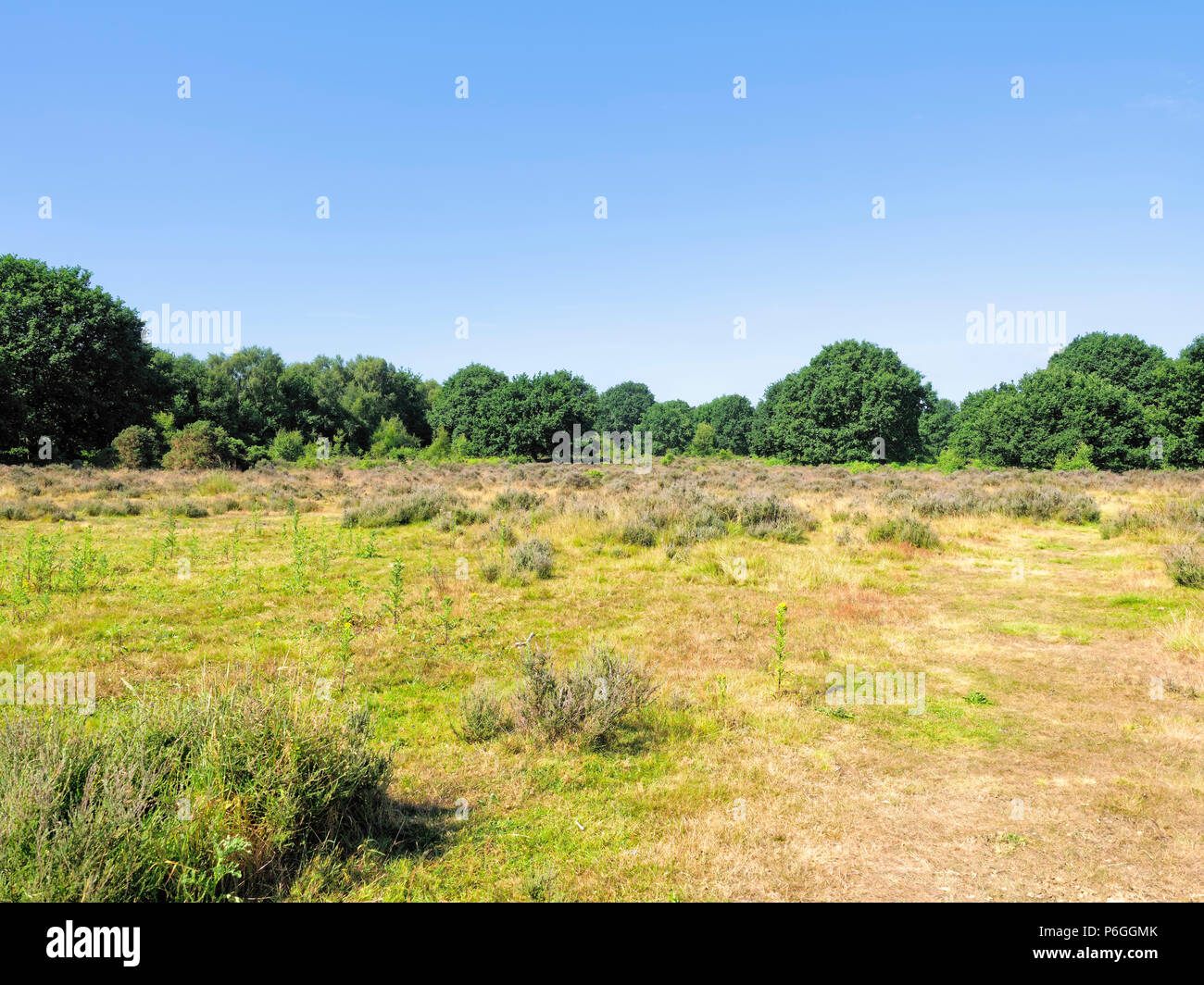 Open heath on the edge of Sherwood Forest on a bright sunny summer day