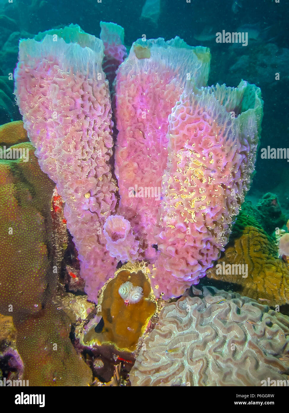 Callyspongia plicifera, the azure vase sponge, is a species of demosponges  belonging to the Callyspongiidae family Stock Photo - Alamy