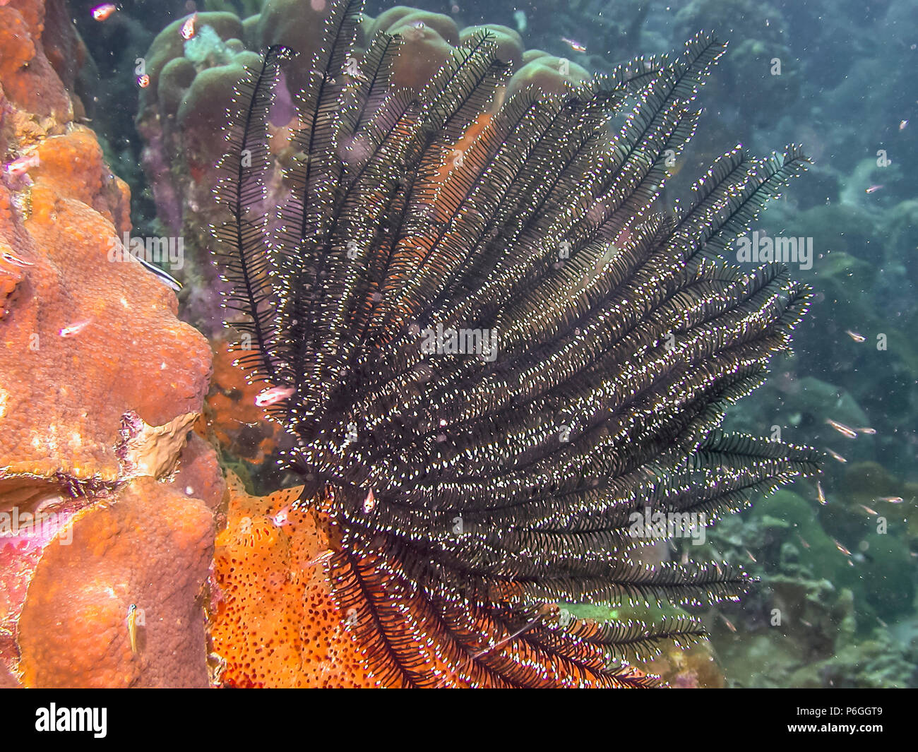 Crinoids are marine animals that make up the class Crinoidea of the ...