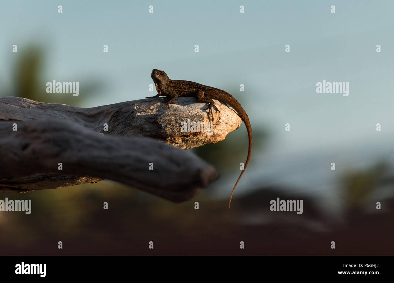 Brown anole, Anolis sagrei, lizard on driftwood in Maui, Hawaii Stock Photo Alamy