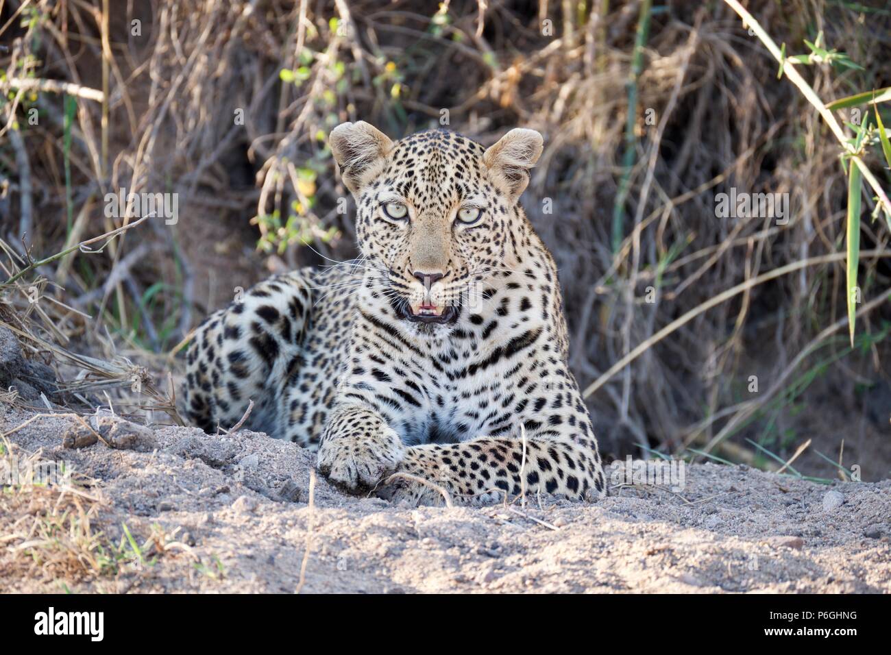 Leopard lying in dry riverbed Stock Photo