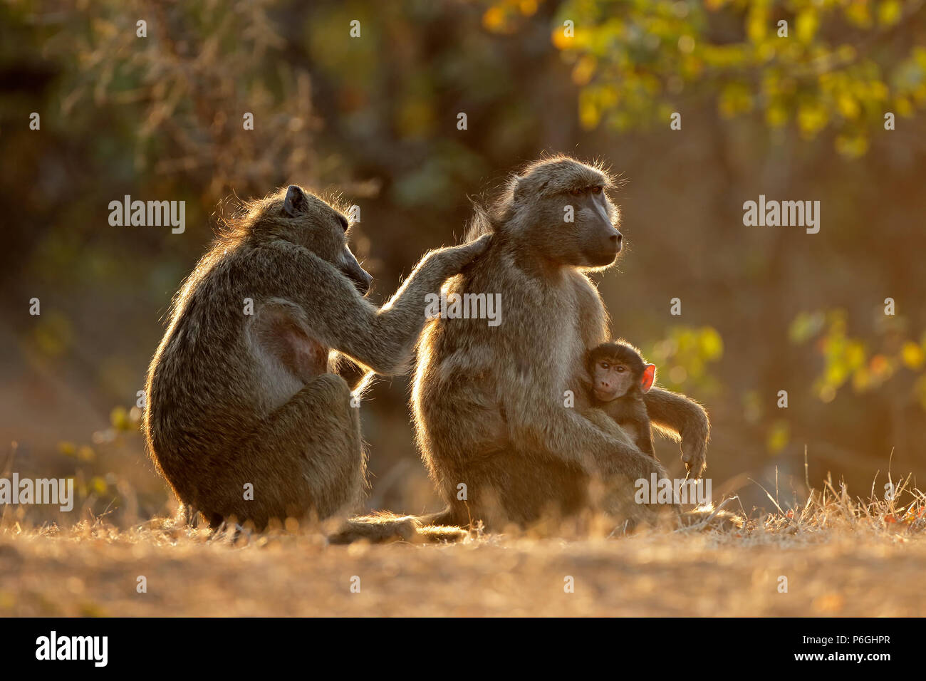 Backlit family of chacma baboons (Papio ursinus), Kruger National Park, South Africa Stock Photo