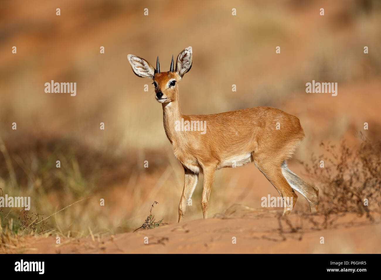 Small african animals hi-res stock photography and images - Alamy