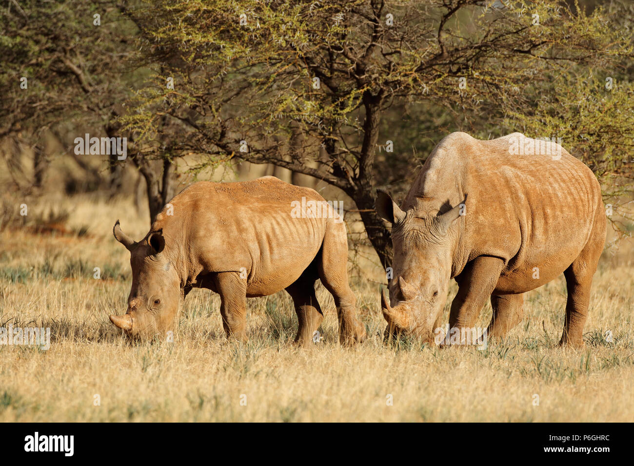 White rhinoceros (Ceratotherium simum) with calf in natural habitat, South Africa Stock Photo